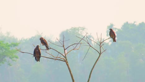 a group of eagle birds perched on a bare tree in bangladesh