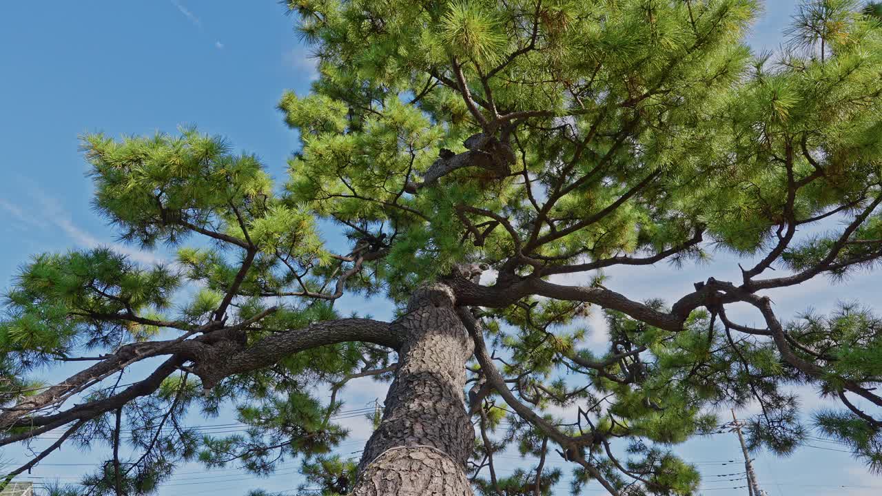 Visuale dal basso che inquadra il tronco e i rami di un grande e fitto pino Sōka Matsubara, con un cielo azzurro sullo sfondo