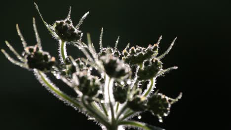 enfocando la planta húmeda matutina en silueta y fondo negro.