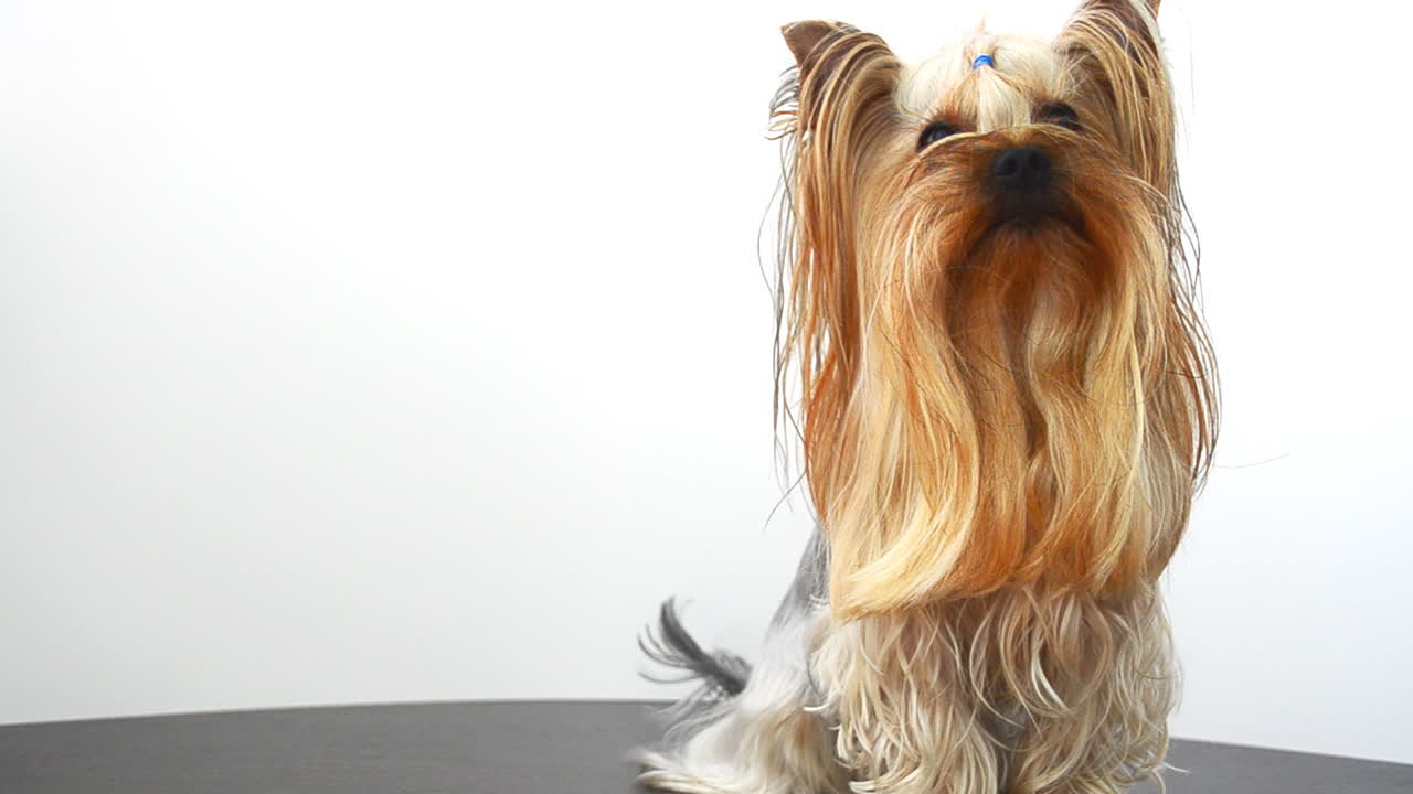 Yorkshire terrier su sfondo bianco, un cane. Riprese di un cane