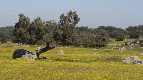 alentejo landscape with olive tree and yellow flowers in portugal