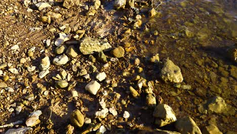 Child-places-a-Spiny-Softshell-Turtle-onto-the-shore-and-it-quickly-runs-into-the-water