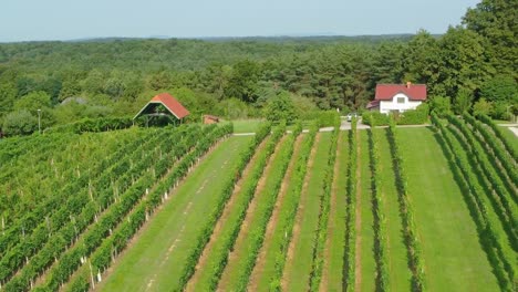 Agricultural-green-rows-field-of-vineyards,-grapes,-vine-on-a-plantation