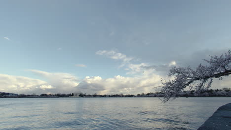 the tidal basin in washington dc during the national cherry blossom festival