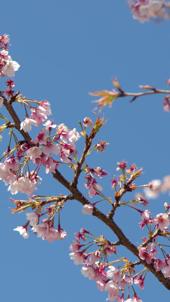 Primo piano di rami di sakura in fiore che ondeggiano dolcemente contro un cielo azzurro brillante a Tokyo, Giappone