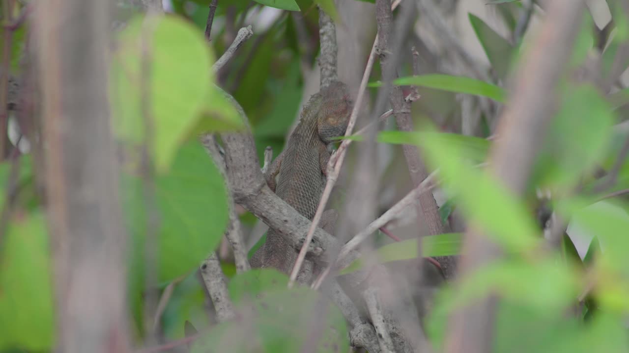 el lagarto de jardín oriental o el lagarto cambiable reside en una rama de árbol