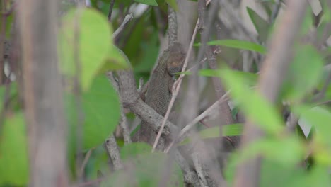 El-Lagarto-De-Jardín-Oriental-O-El-Lagarto-Cambiable-Reside-En-Una-Rama-De-árbol