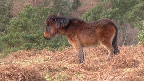 exmoor pony foul. somerset. england. uk