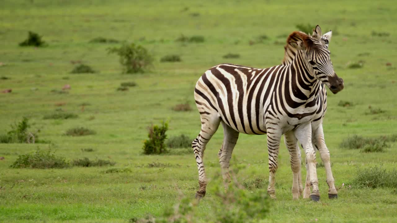 Zebre delle pianure che combattono in natura. Ripresa a mano, in movimento