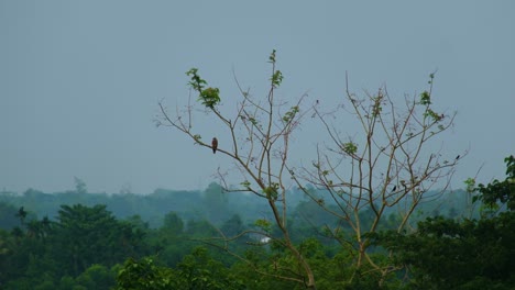 Einsamer-Adler-Thront-Auf-Einem-Baum-Im-Regenwald-In-Bangladesch,-Südasien