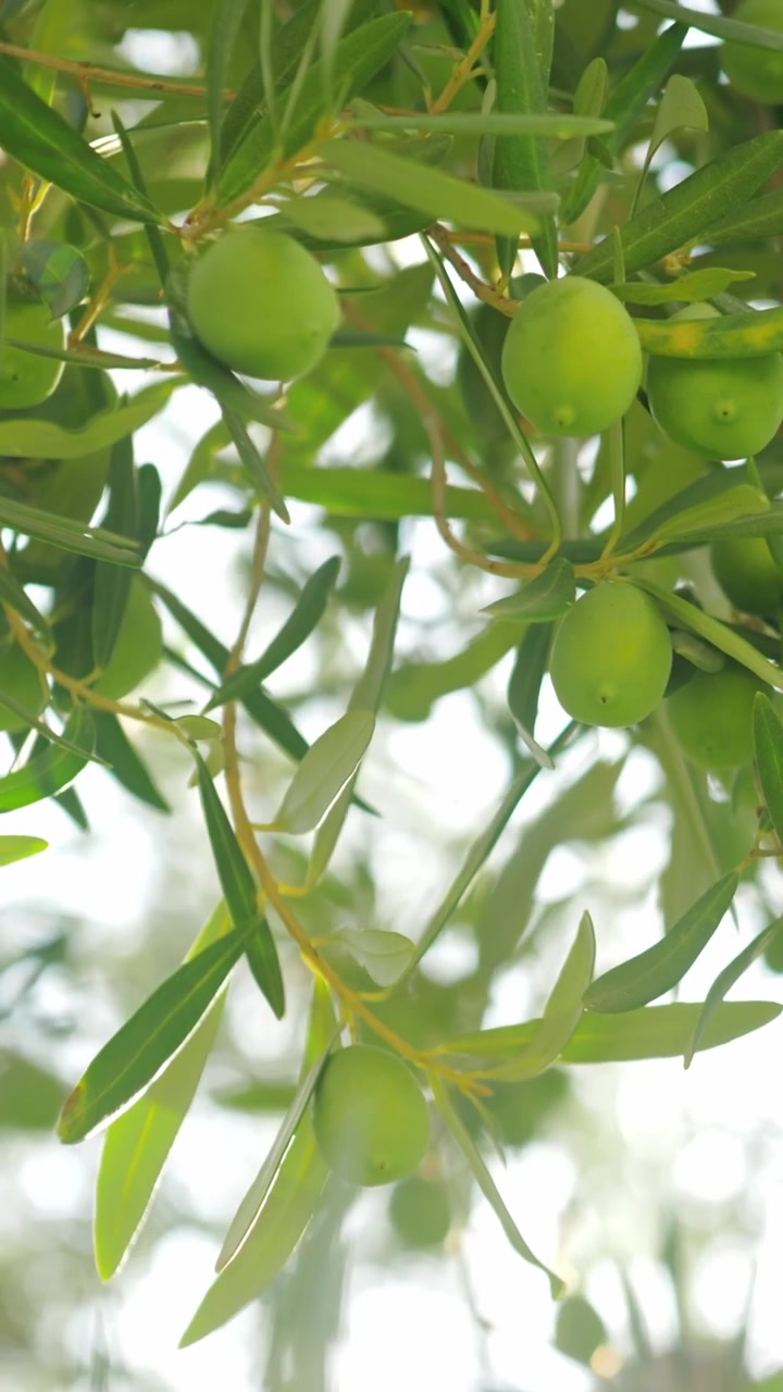 Ricco raccolto di olive. Albero con frutti verdi.