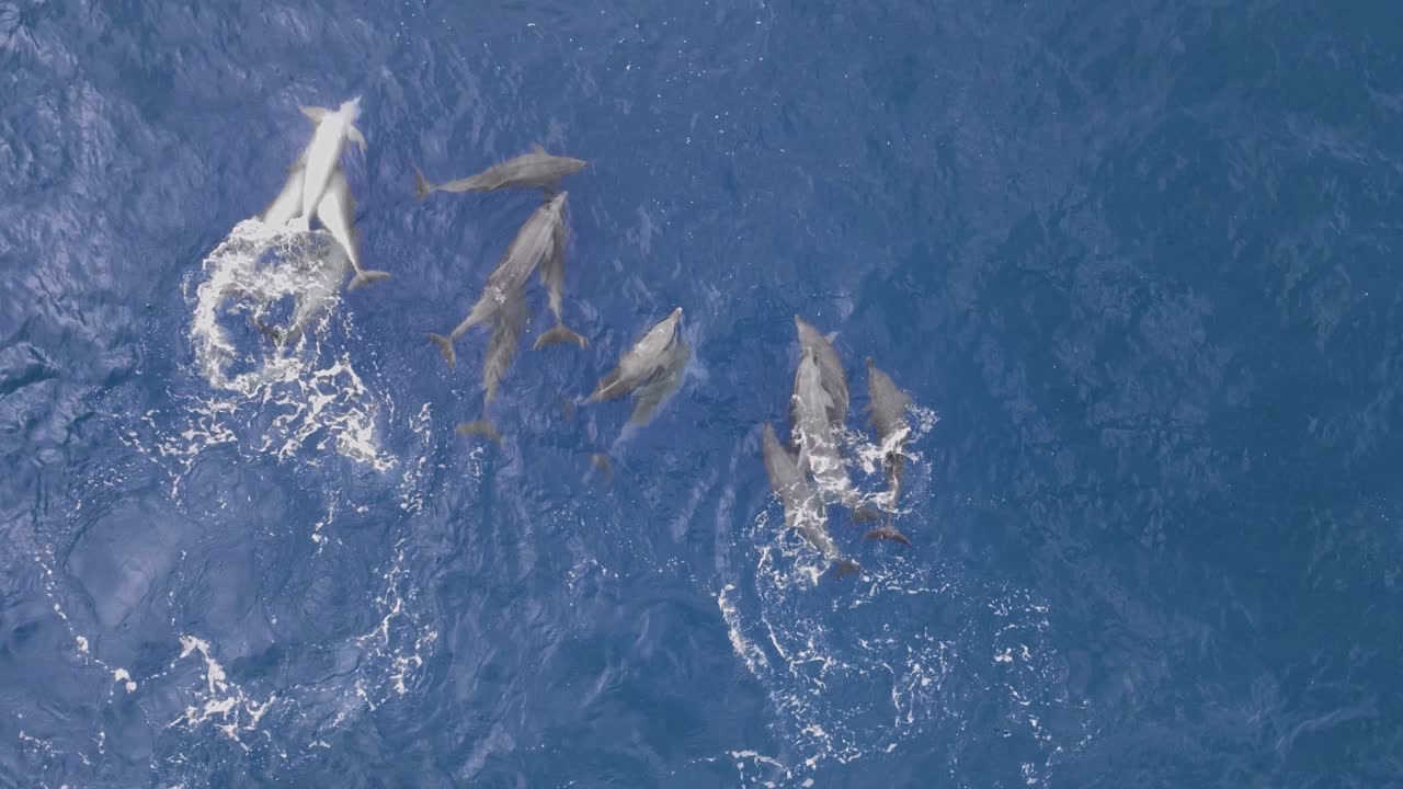 vista única de un grupo de delfines apareándose y mostrando comportamiento de cortejo en el agua azul del océano