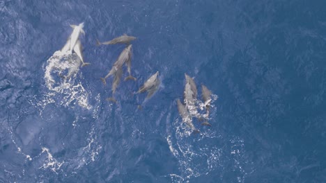 unique view of a pod of dolphins mating and displaying courtship behaviour in the blue ocean water