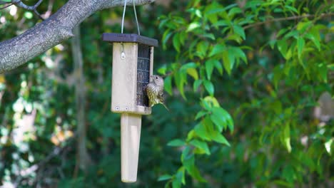 a house finch feeds from a backyard suet feeder in southern california