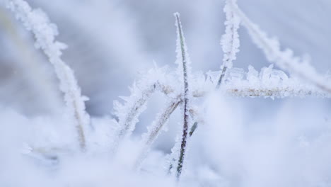 Macro-shot-of-grass-covered-in-rime-ice