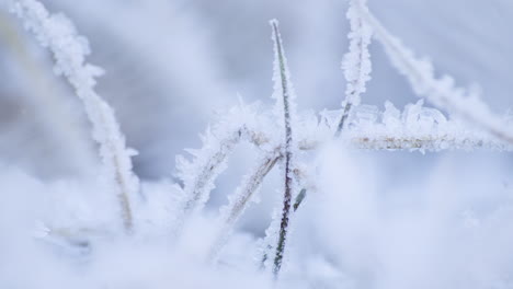 macro shot of grass covered in rime ice