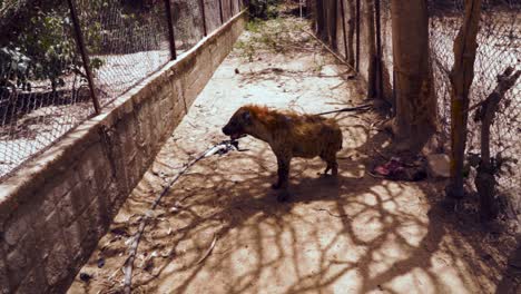 Beautiful-view-of-Hyena-at-Abuko-Reserve,-The-Gambia