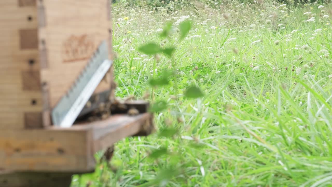 Honey Bees Entering A Beekeepers Wooden Beehive Box