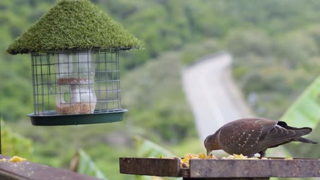 very incredible bird knysna loerie eating fruits