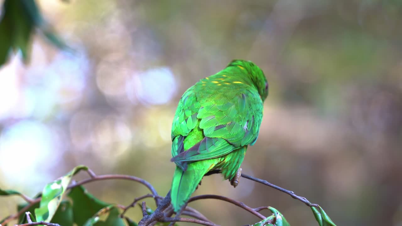 오스트레일리아 의 야생 새, 비늘 가 ⁇  로리케트, 트리코글로스스 클로롤레피도투스 (trichoglossus chlorolepidotus) 는 활기찬  ⁇ 털 을 가지고 나무 가지 에 앉아서  ⁇ 거리며, 환경 을 호기심 으로 둘러보며, 근접 촬영