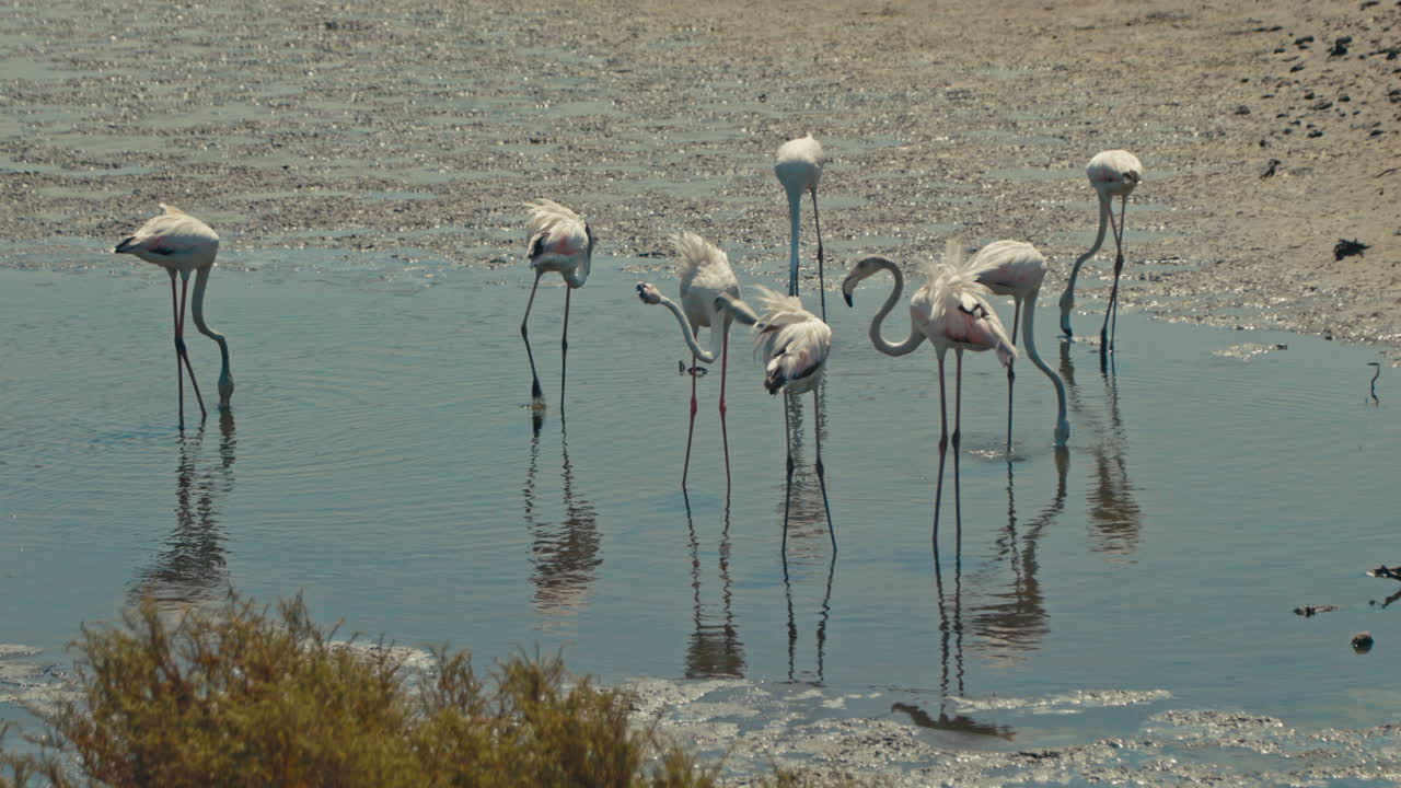 습지 에서 분홍색 플라밍고