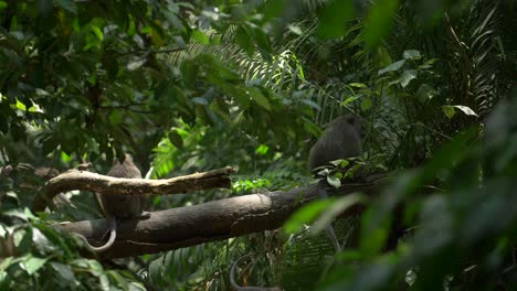 Monkeys-Playing-Amongst-Leafy-Branches