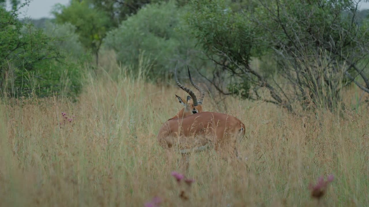 Impala in African Savannah