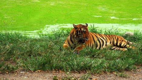 a tiger lies alone on the grass and yawns