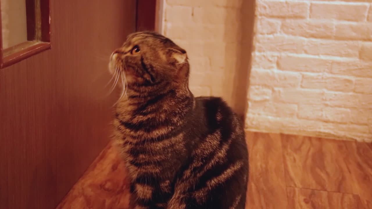 Gato Scottish Fold Munchkin esperando à porta pelo dono chegar em casa
