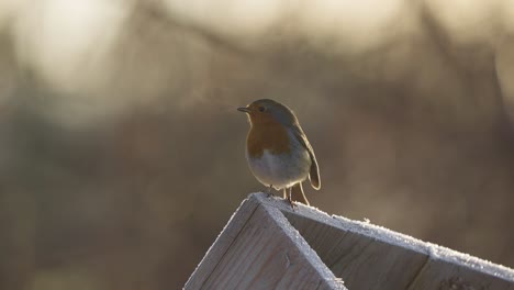 european robin on a cold winter morning, condensation steam coming out of its mouth when chirping, singing ice cold morning dew