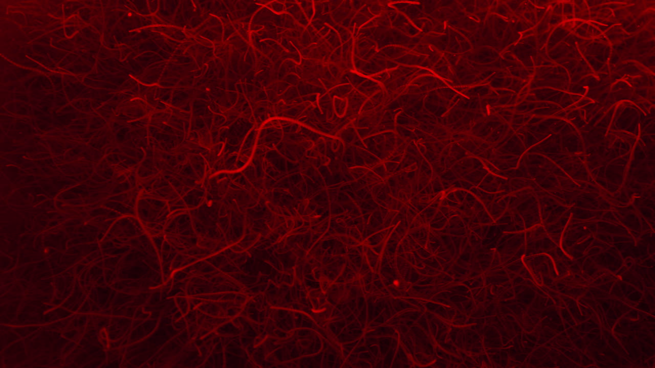 은 빛에서 혼란스러운 가닥 벌레