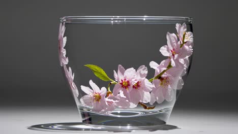 pink cherry blossoms in a glass vase