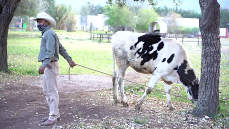 un hombre paseando una vaca alrededor del safari en teotihuacan, méxico