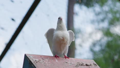 white fantail pigeon or columba livia domestica puffs up chest and adjusts wings on birdhouse