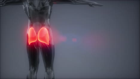 gluteus maximus - leg muscles anatomy animation