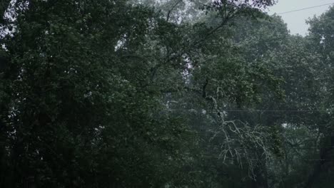 big tree limbs get blown around in the wind during a strong hurricane storm with heavy rain in the country