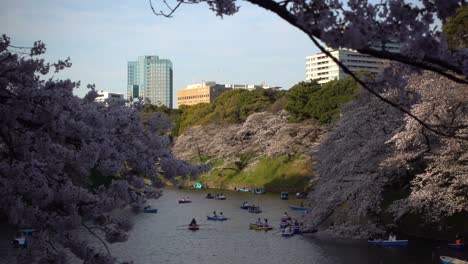 muchas personas en botes en chidorigafuchi en el centro de tokio con árboles de sakura rosa