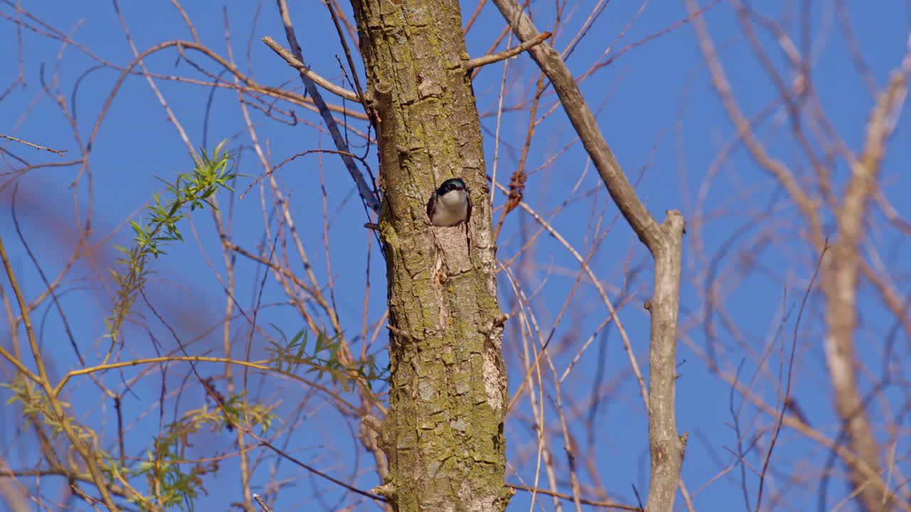 Slow motion footage of a purple martin bird peeking out of tree cavity then gracefully flying out