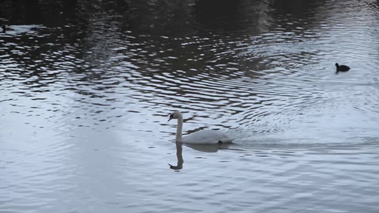 solo cisne nadando en el lago al atardecer