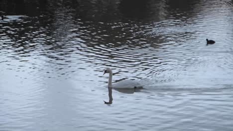 Einzelner-Schwan,-Der-In-Der-Abenddämmerung-Im-See-Schwimmt