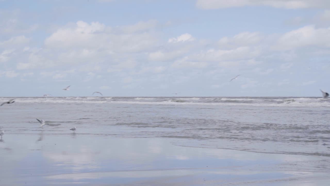 una bandada de gaviotas volando sobre el mar del norte con reflejos de silueta en la arena - cámara lenta