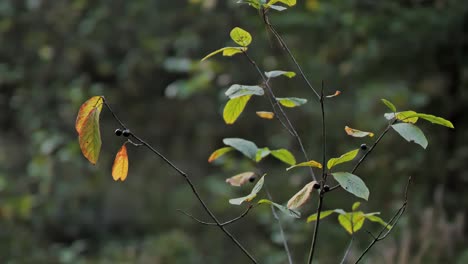 autumn branch with fading leaves and berries in a calm forest at dusk.