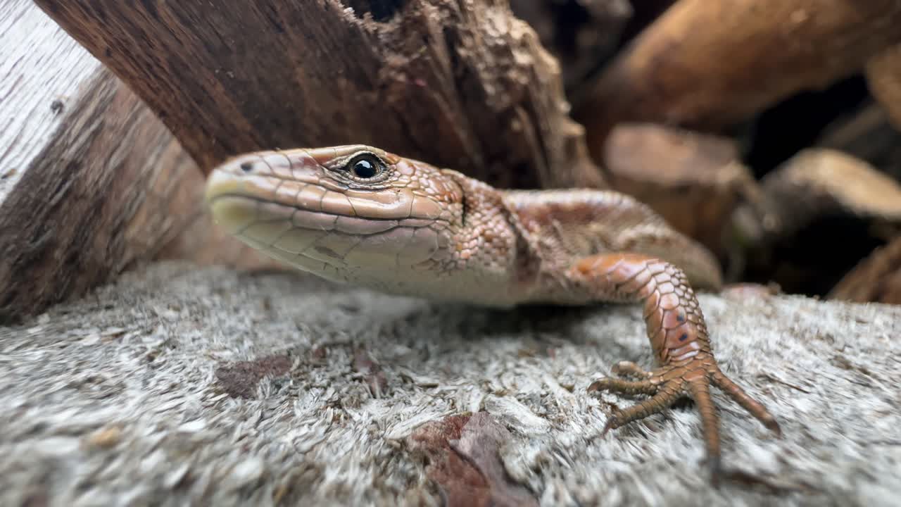Close-up of a common lizard (Zootoca vivipara) blinking.