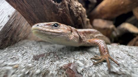 close-up of a common lizard (zootoca vivipara) blinking.