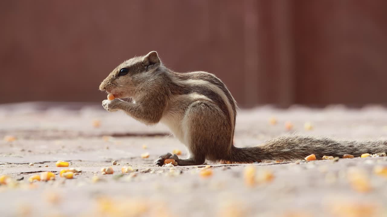 인도  ⁇  다람 ⁇  (indian palm squirrel) 또는 세 줄무 ⁇   ⁇  다람 ⁇  (funambulus palmarum) 는  ⁇ 과에 속하는 설치류의 일종으로 인도 (빈디아 산맥 남쪽) 과 스리랑카에서 자연적으로 발견된다.
