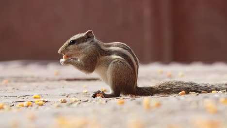 Indisches-Palmhörnchen-Oder-Dreistreifen-Palmhörnchen-(Funambulus-Palmarum)-Ist-Eine-Nagetierart-Aus-Der-Familie-Der-Sciuridae,-Die-Natürlicherweise-In-Indien-(südlich-Der-Vindhyas)-Und-Sri-Lanka-Vorkommt.