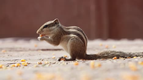 la ardilla de palma india o la ardilla de palma de tres rayas (funambulus palmarum) es una especie de roedor de la familia sciuridae que se encuentra naturalmente en la india (sur de las vindhyas) y sri lanka.