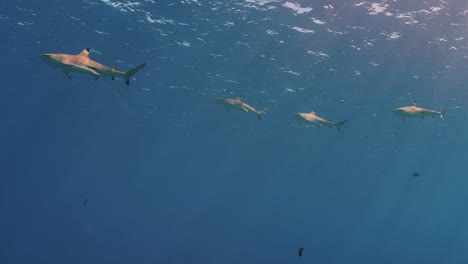 buceo con tiburones, tiburón punta negra de arrecife