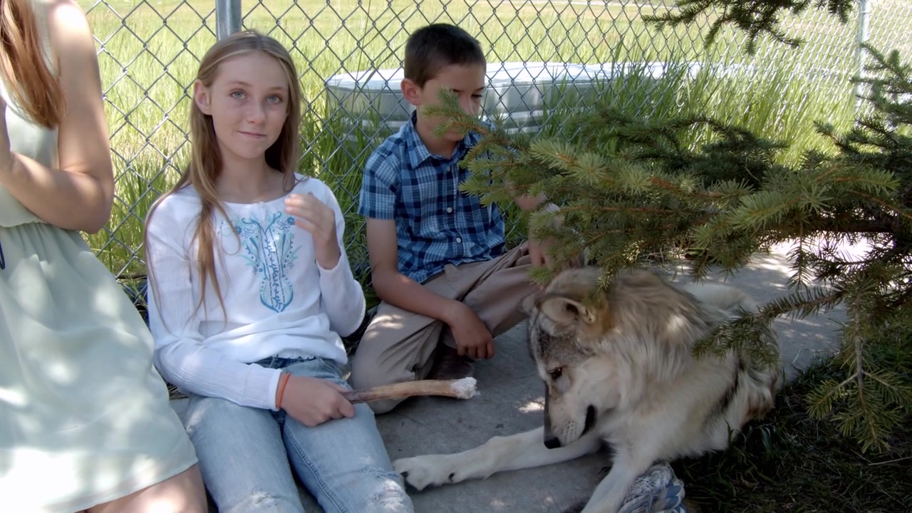 Ein grauer Wolf namens Koa.
