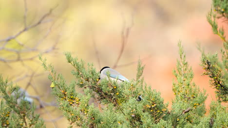 el pájaro magpie de alas azules come bayas en las ramas de los arbustos de juniperus phoenicea en otoño